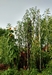 Amaranthus australis around 21 feet tall
