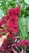 Large Amaranthus cruentus flower