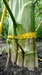 27 inch circumference giant amaranth stalk