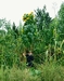 13 feet tall sunflower in the back of the garden