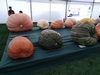 268 Baggs Field Pumpkin WR