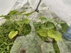 In the hoop house