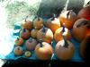 Len's Field Pumpkins