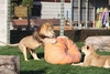 Life size scracthing post. Who would of thought a lion could use a  pumpkin!
