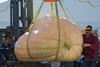 Tim Mathison's World Record Pumpkin