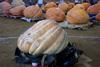 2002 Topsfield Fair - #68 - 390.0 lbs by Kevin Szczechowicz