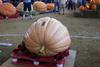 2002 Topsfield Fair - #72 - 346.4 lbs by Nelia Gibson