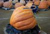 2002 Topsfield Fair - #70 - 371.6 lbs by Glen Peters