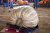 2002 Topsfield Fair - #50 - 554.0 lbs by Albert Cole