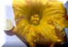 991 Clone Twisted 5 segment had "seeds in blossom"