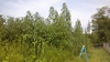 giant amaranth patch