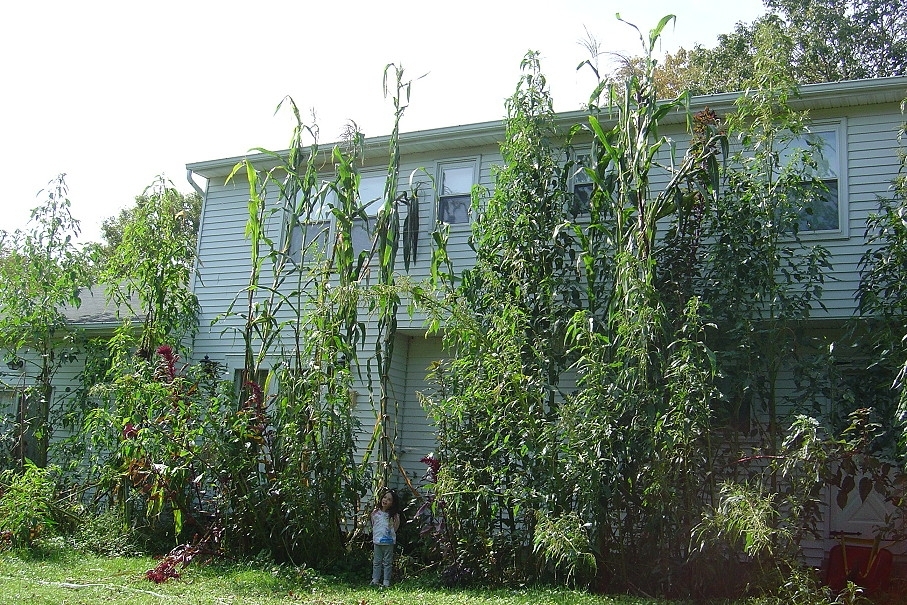 tall house plants pictures. a 22 feet tall sterile-hybrid
