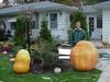 359 lb Pumpkin stood up and ready to carve