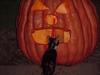 carved pumpkin & cat