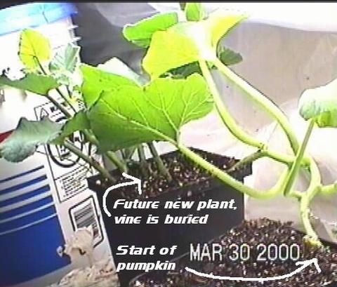 Future Plant