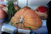 "Flat Stanley" sits astride Dave Stelts pumpkin!