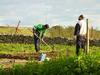 planting garlics