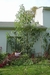 Giant amaranth along the back of the house
