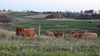 Scottish Highland cattle