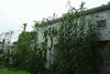 tropical maize and giant amaranth along the back of the house