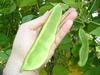large lima bean pods