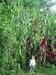 side view of 12 feet tall pearl millet