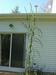 13 ft. tall pearl millet