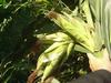9 corn ears on Olotillo-Tuxpeno maize