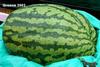 Greene 2003 watermelon