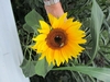 Holding a sunflower from the second story window