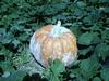 300 lb plus nice halloween pumpkin