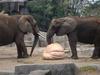 lunch for the elephants