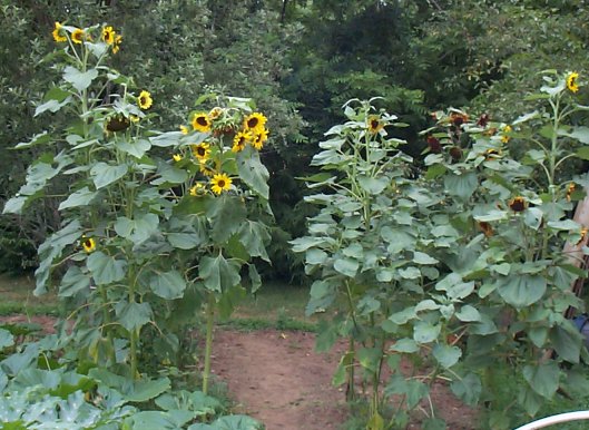 Giant sunflowers