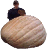 Link To: Joze Pumpkins